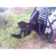 Tree Shear | Blue Diamond Attachments - Image 7
